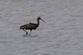 Zwarte Ibis 1